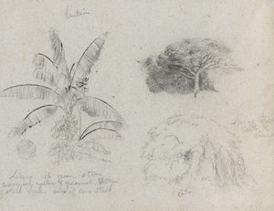 植物小品，南美洲 作者 弗雷德里克·埃德温·丘奇
